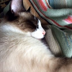 Close-up of cat sleeping