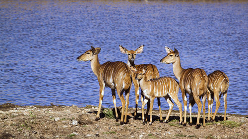 Group of nyalas standing by lake