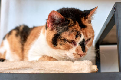 Close-up of a cat resting