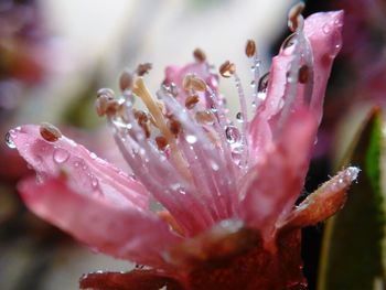 Close-up of wet flower