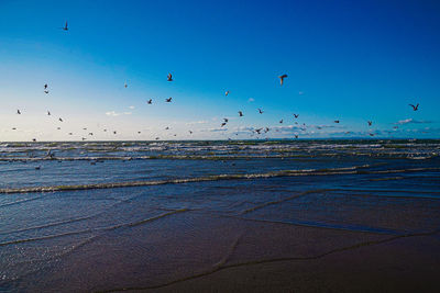 Seagulls on welsh rossilli beach to form natural textured background seaside sand and waves 