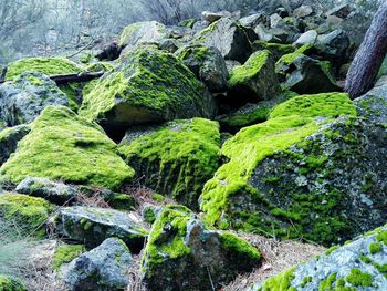 Close-up of moss growing on rock