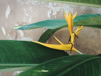 Close-up of yellow leaves on potted plant