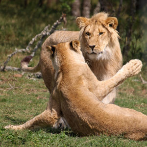 View of two lions playing 