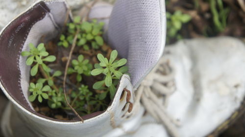 High angle view of potted plant