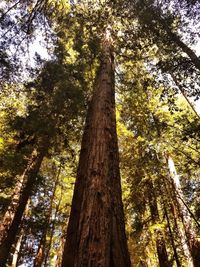 Low angle view of tree in forest