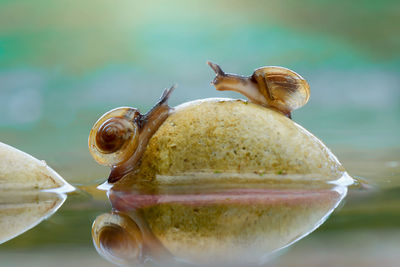 Close-up of snail on leaf