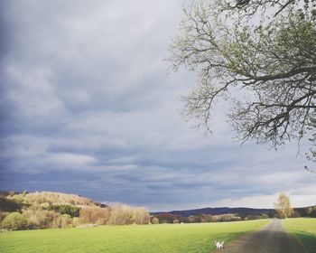 Scenic view of field against sky