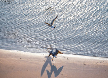 High angle view of man on beach