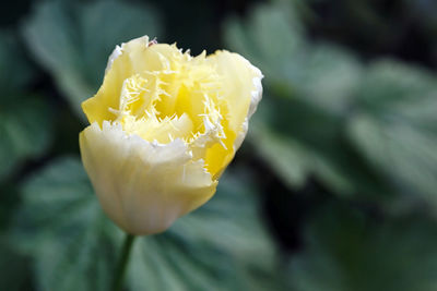 Close-up of yellow rose