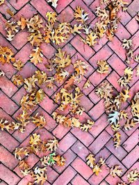 Close-up of fallen maple leaves