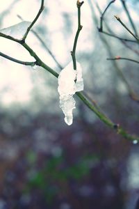 Close-up of white flowers on twig