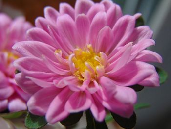 Close-up of pink flowers