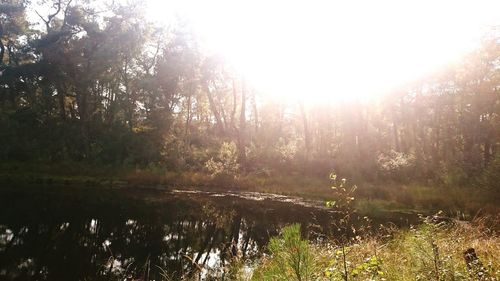 Sun shining through trees