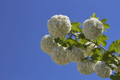 Low angle view of white flowering plant against clear blue sky