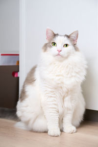 Portrait of cat sitting on table at home