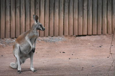 View of goat standing on land