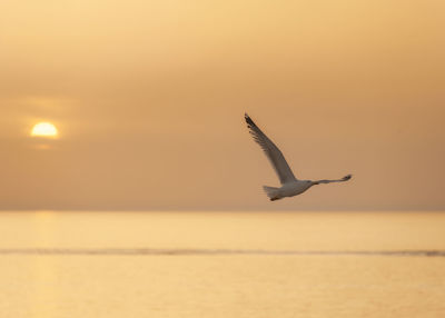 Seagull flying over sea during sunset