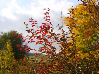 Close-up of fresh plants against sky