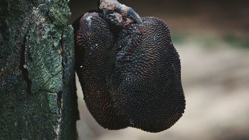 Close-up of lizard on tree trunk