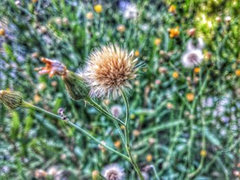Close-up of thistle