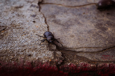 Close-up of ant on rock