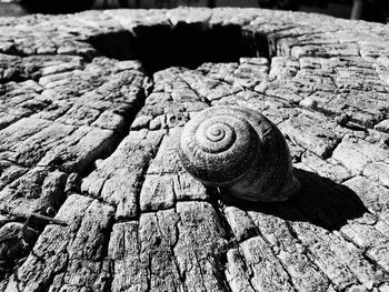 Close-up of snail on rock