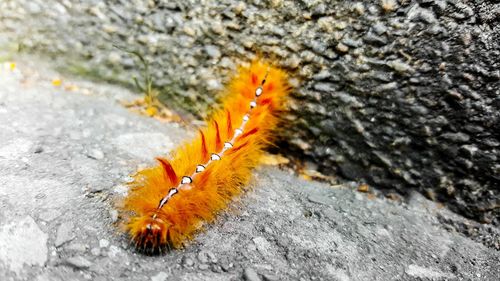 Close-up of insect on flower