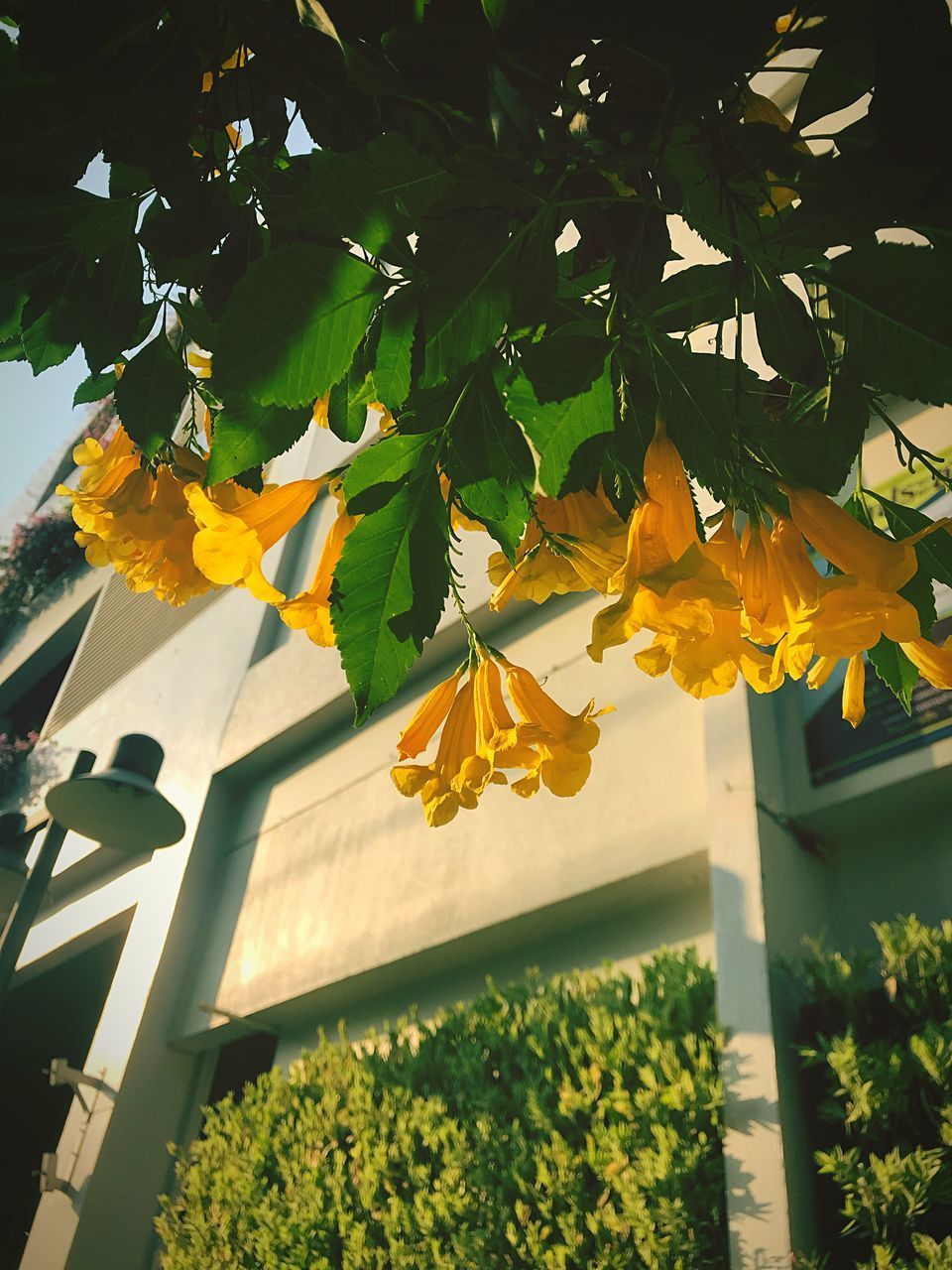 LOW ANGLE VIEW OF FLOWERING PLANTS AGAINST YELLOW WALL