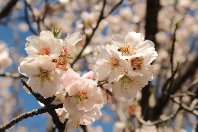 Close-up of apple blossoms in spring