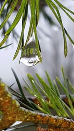 Close-up of plant