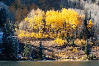 Pine trees in forest during autumn