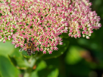 Close-up of bee pollinating flower