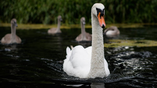 Swan floating on lake