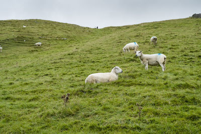 Low angle view of sheep relaxing on grassy field against sky