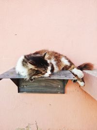 Cat relaxing on wall