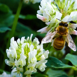 Close-up of bee on flower