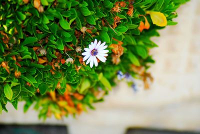 High angle view of flowering plant