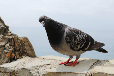 Close-up of bird perching on rock