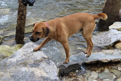 Dog standing on rock