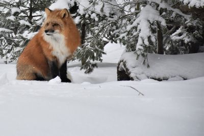 View of sheep on snow covered field