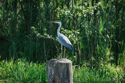 Bird perching on wooden post