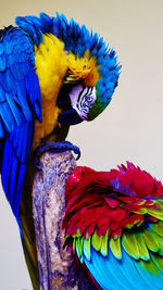 Close up of a parrot