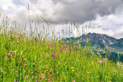 Scenic view of flowering plants on field against sky