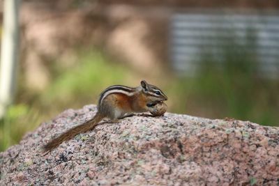 Close-up of squirrel on rock