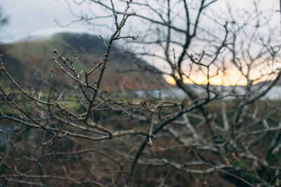 Bare trees against sky