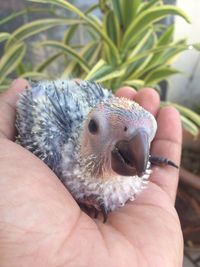 Close-up of hand holding bird