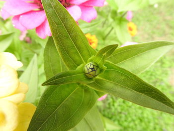 Close-up of insect on flower