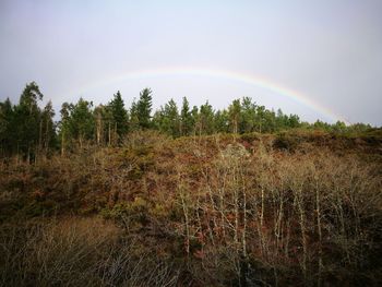 Scenic view of forest against sky