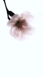 Close-up of flower over white background